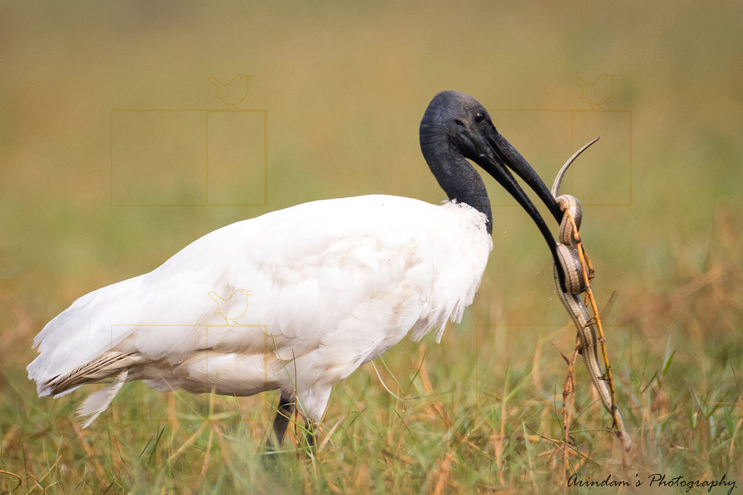 Black Headed Ibis image
