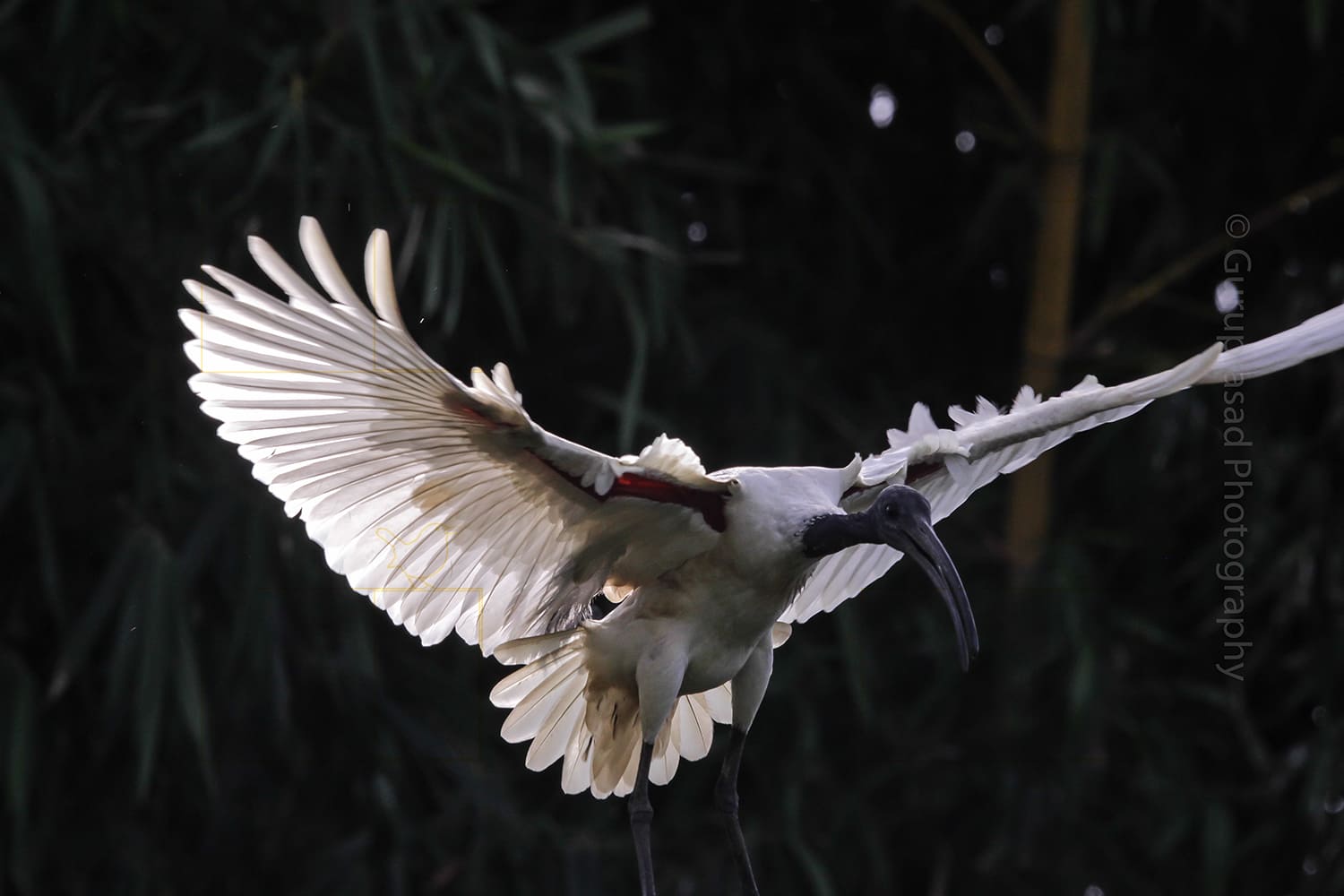 Photo of black headed ibis