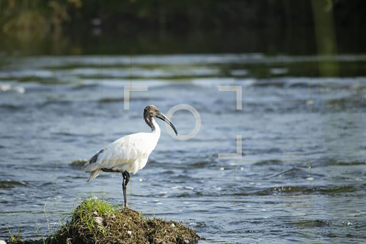 Photo of black headed ibis