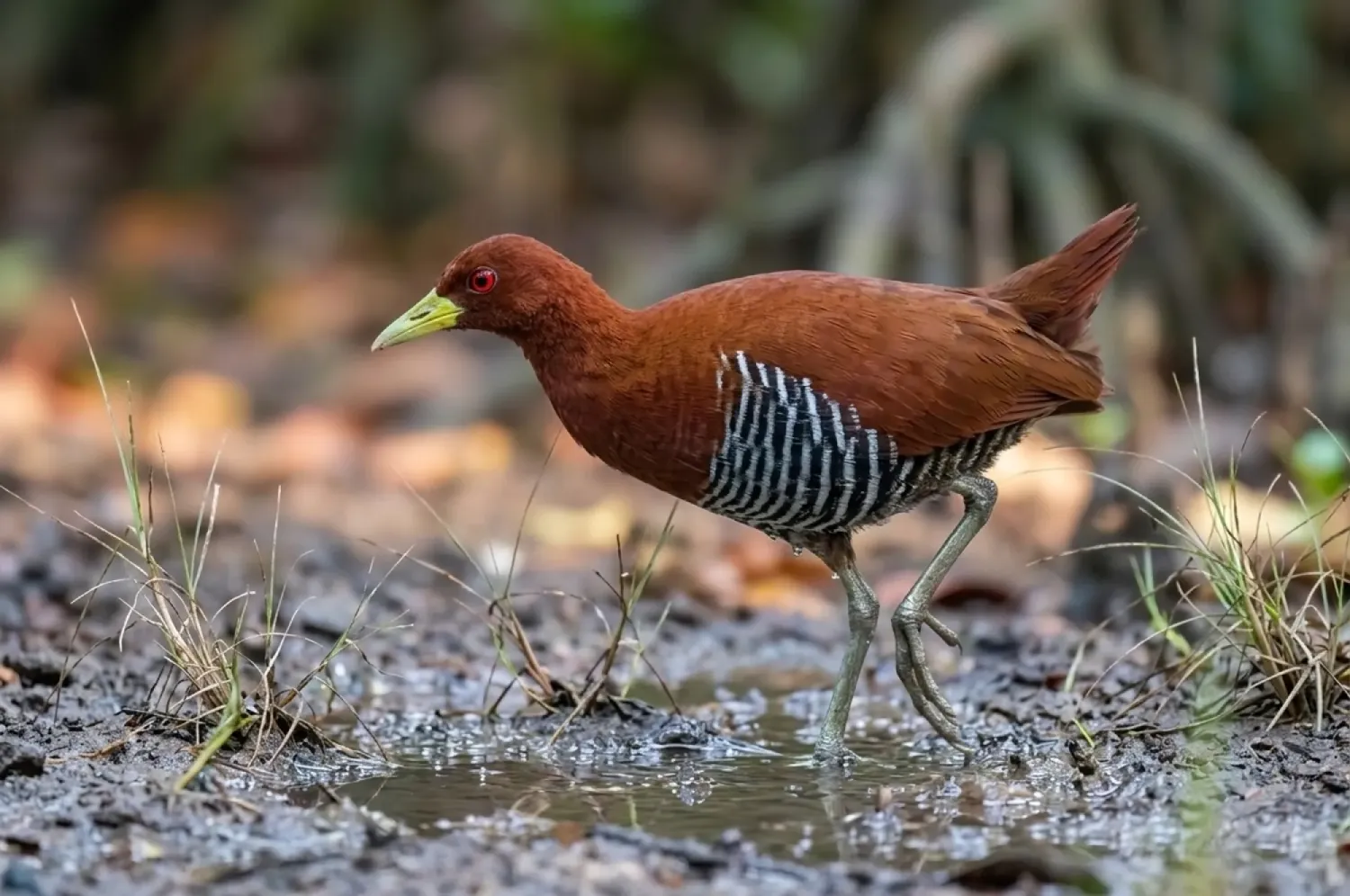 Andaman Crake