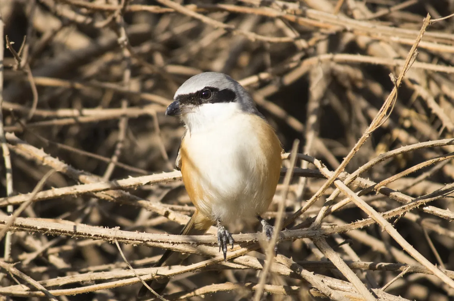 bay backed shrike