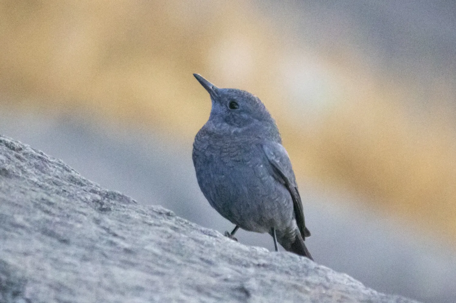 blue rock thrush