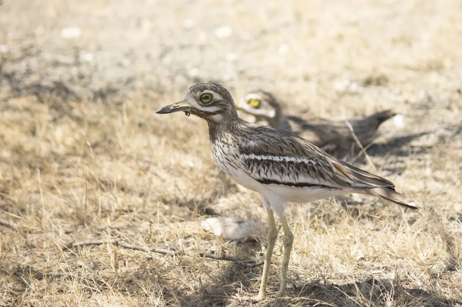 indian thick knee