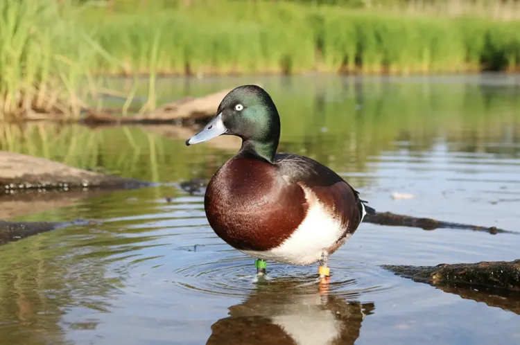baers-pochard