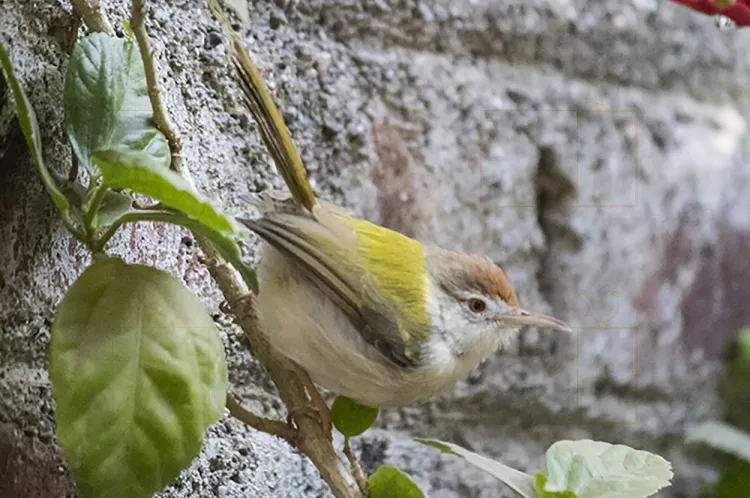 common tailorbird