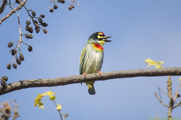 coppersmith-barbet