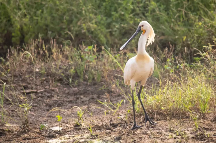eurasian spoonbill