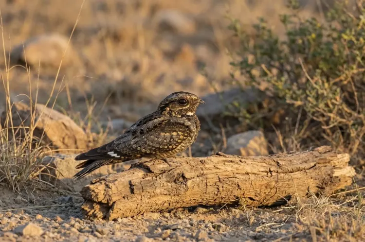 indian-nightjar