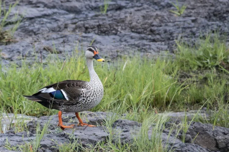 indian-spot-billed-duck