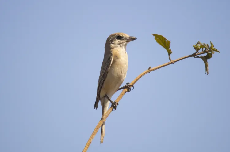 isabelline-shrike