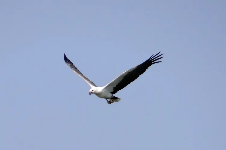 white-bellied-sea-eagle