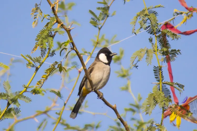 white eared bulbul