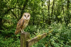uploads/birds/small/barn-owl.webp