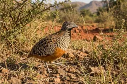 uploads/birds/small/barred-buttonquail.webp