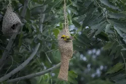 baya weaver