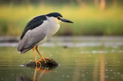 uploads/birds/small/black-crowned-night-heron.webp