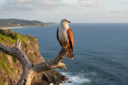 uploads/birds/small/brahminy-kite.webp