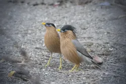 uploads/birds/small/brahminy-starling-brahminy-myna.webp