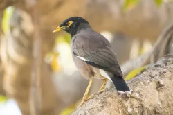 uploads/birds/small/common-myna.webp