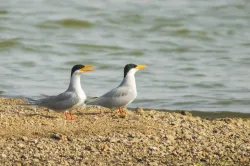 uploads/birds/small/river-tern.webp