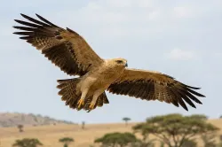 uploads/birds/small/tawny-eagle.webp