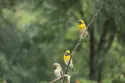 baya weaver - Image 2