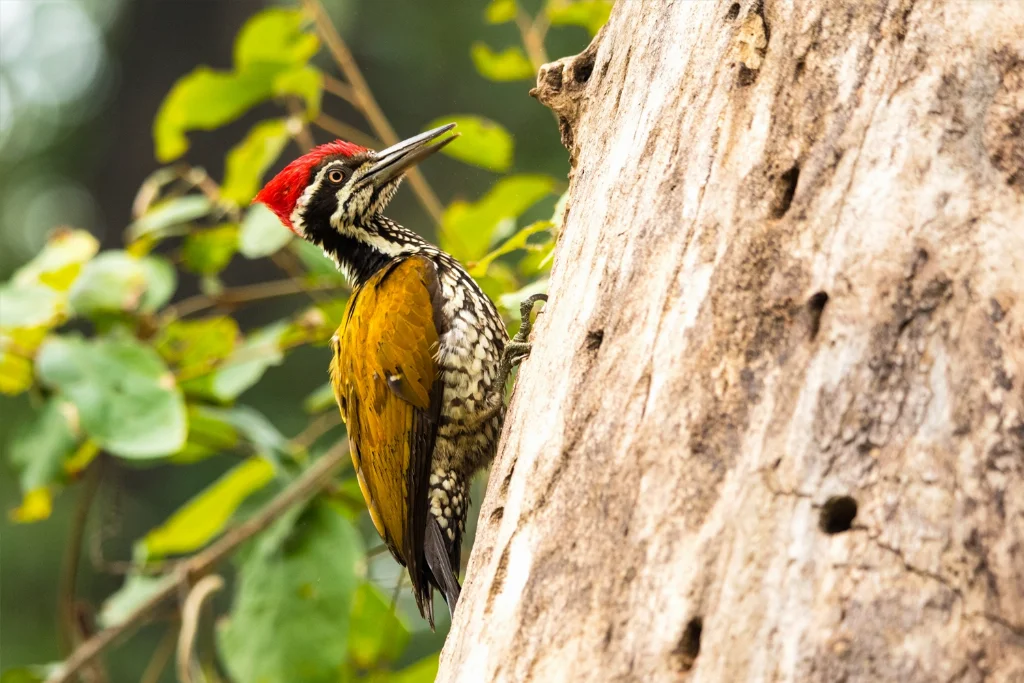 black-rumped-flameback