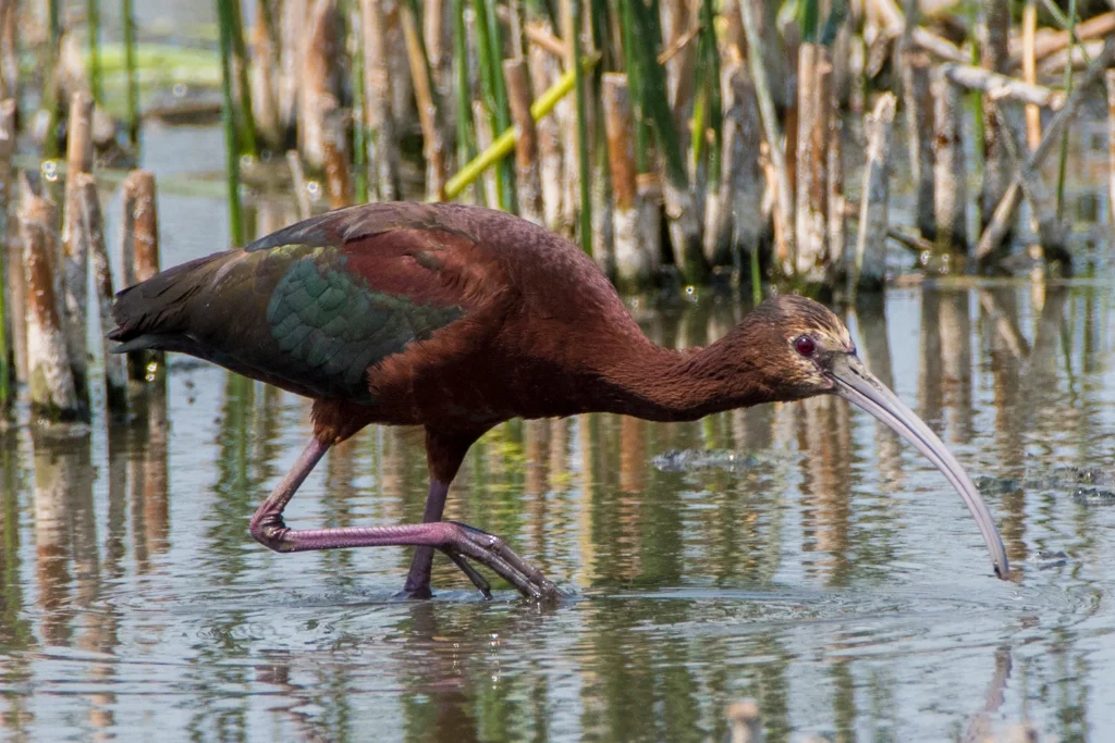 glossy ibis