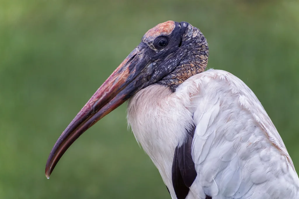 Wood Stork