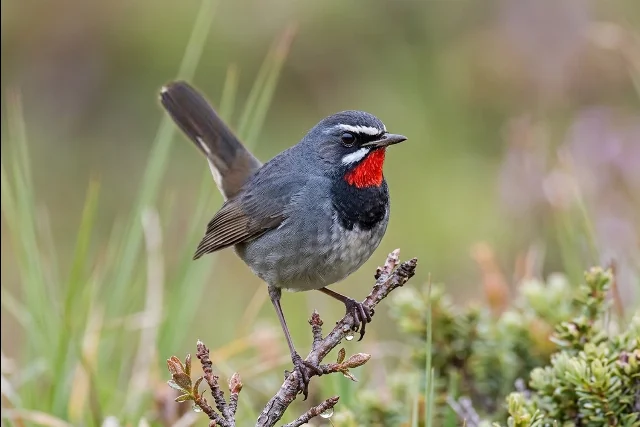 uploads/small/chinese-rubythroat.webp