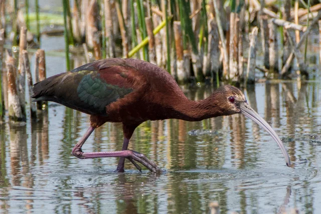 uploads/small/glossy-ibis.webp